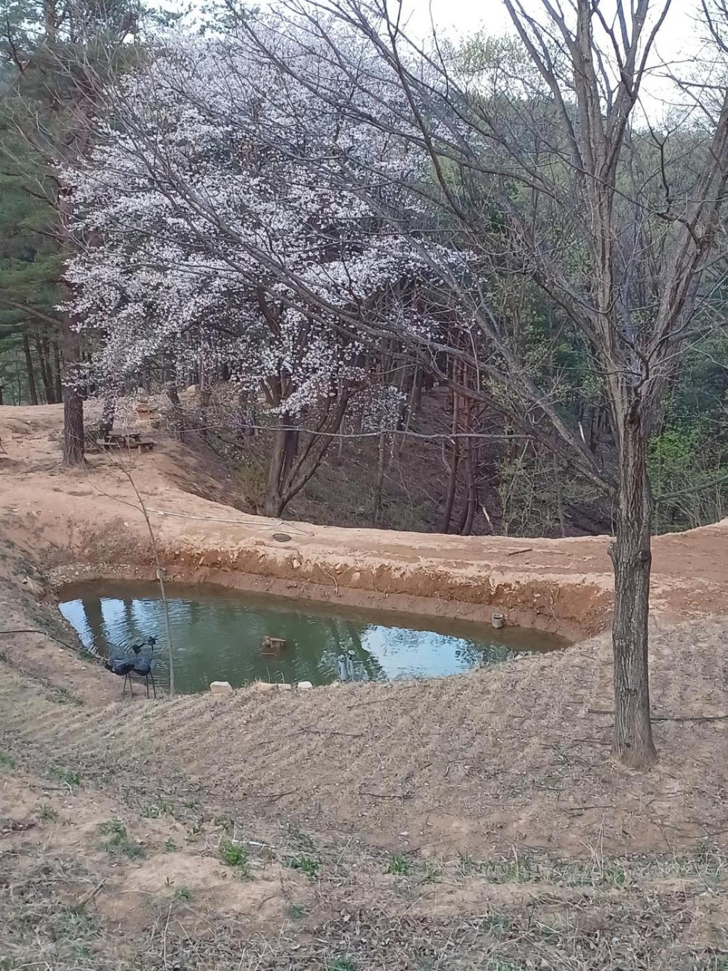 Forest Healing Park Cheongyu Hotel คังนึง ภายนอก รูปภาพ